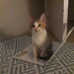 처음 고양이 키워요! 많은 정보 알고싶어요!