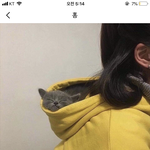 카톡 프사 <b>애용</b>이나 갱얼쥐로 하면 ㅂㄹ?