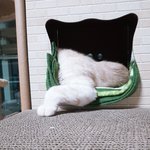 [고양이] 공주랑 <b>왕자</b>3