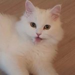 [댓글부탁해] <b>단풍</b>이 예쁘지 ㅋ