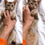 [강다니엘] <b>오리</b> <b>오리</b> ₍˄·͈༝·͈˄₎