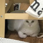 [고양이셋] 삼둥이 아닌 삼덩이(?) 보고 가세요ㅎㅎ