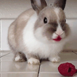 ㅁㅈ야 너 <b>집</b><b>순</b>이야?