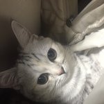 [드루와] 울 고양이 <b>지</b> <b>혼자</b> 내 가방에들어감ㅋㅋㅋㅋ