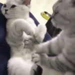 <b>집돌</b>이 <b>집</b>순이는 커플되면 <b>집</b>에서 뭐하고놀음?