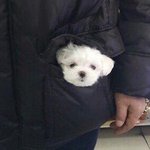 하찮고 귀여운 <b>사진</b> 뿌리자