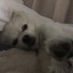 [댓글부탁해] 헐 나 방금 강아지 한테 <b>혼남</b>