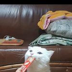 [댓글부탁해] 울집고앵 <b>츄</b><b>르</b>먹는거봐 ㅋㅋㅋㅋㅋ