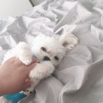 우리 말티즈 외모..충격 실화?