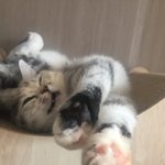 [댓글부탁해] 울 고양이 표정 왤케 웃기지 ㅋㅋㅋㅋㅋ