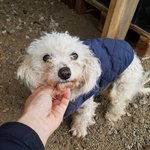 [강아지] <b>설날</b>연휴에 버려진 아이소식