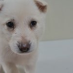 별님/진도/<b>여아</b>/2개월 *곰을 닮은 아이