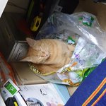 <b>울</b><b>집</b>고냥이