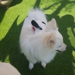 [EXO] 여기서 이름 <b>지은</b> 뽀실이 근황