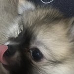 야야 울<b>집</b> 갱<b>얼</b>쥐 보여줄까