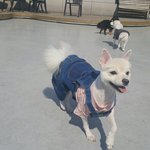 [강아지] 우리집 댕댕이 <b>김봉숙</b>❤️ 2탄!