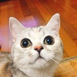 [댓글부탁해] 뭔가 울고양이 <b>이사진</b> 토끼같음