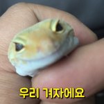 도마뱀 대박 짱 ㄱㅣ엽다 키우고 싶다