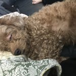 [드루와] 얘들아 우리집 강아지 넘 귀엽지않아?ㅠ