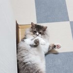 [고양이] 페르시안 은복이