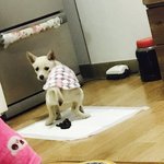 [강아지] 우리 <b>보들</b>이 보러 오세요!^.^