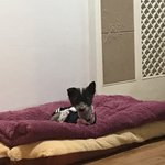 [강아지] 제시카 소식입니다