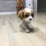 [강아지] 똥x발랄 <b>킹</b>찰스 스패니얼 <b>조이</b>