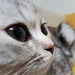 [고양이] 저희 고양이 <b>피부염</b>?생긴거같은데