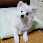 <b>스피</b>와 함께 호텔 룸에서 놀았어요~!!