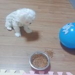 밥안먹는 강아지