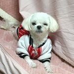 [강아지] 우리집 훈남 강으징77ㅑ