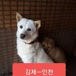 [강아지] <b>김제</b>에서 인천으로