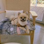 [강아지] 우리집 <b>포</b><b>메</b> 댕댕남매 모카모모