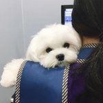[강아지] 우리집에 엄청 귀여운애 있다!!!