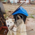 [강아지] 해맑은 진도<b>스키</b>