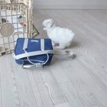 [댓글부탁해] 우리집 멈멈이 멍멍계의 강동<b>원임</b>