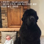 <b>CG</b>로 오해받는 '뉴펀들랜드'