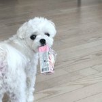 [댓글부탁해] 최애 더 정털리는거 추반