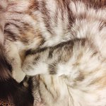 [댓글부탁해] <b>울</b><b>집</b> 고양이 눈가리고 자고있음