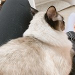 [드루와] 아오 우리집 고양이;;