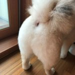 강아지 미용했는데 엉덩이 초긔야움ㅠㅠㅠ