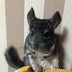 (추가+)후<b>츄</b>나와요/바쁘지 않으면 보고 가