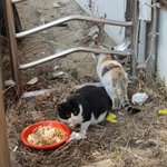 [고양이] <b>추운</b>겨울을 잘 이겨내고~~