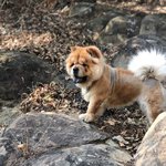 내새끼 차우차우 ^^