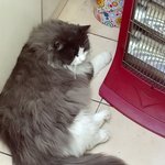 <b>오산</b>지역 고양이 임보중