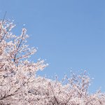<b>어서</b> 봄이 오기를 바라