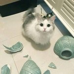 코<b>기름</b> 없애는 법 없나 ㅠㅠ