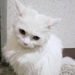 [댓글부탁해] 반려<b>동물</b>과의 이별