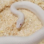 [댓글부탁해] <b>뱀</b> 쥰내 이쁜거같아 <b>뱀</b> 키우고싶아