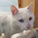 요즘 잘생김 묻은 턱살<b>대왕</b> 두부 사진